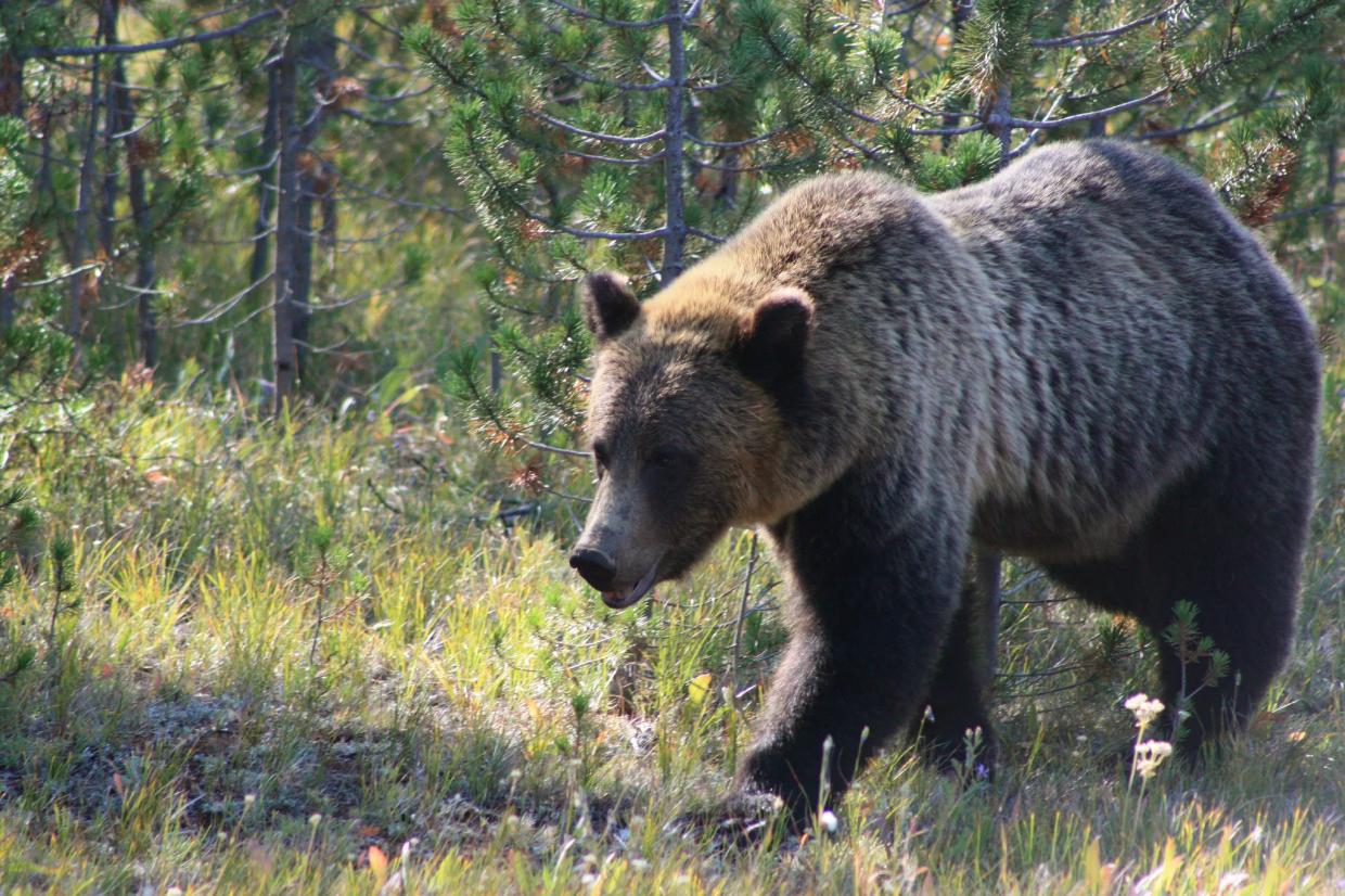 Scorpions, Bears, Bees, Dogs, and Bobcats: 5 of Arizona’s Most Terrifying Animal Attacks