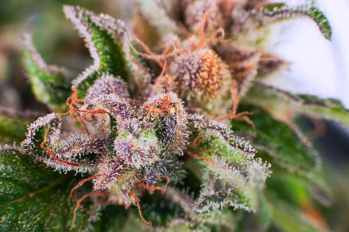Phoenix Man Forced to Eat Pot Reaches $100,000 Settlement
