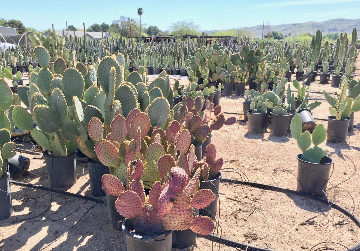 Your Guide to Plant Shopping in South Phoenix’s Agro Row