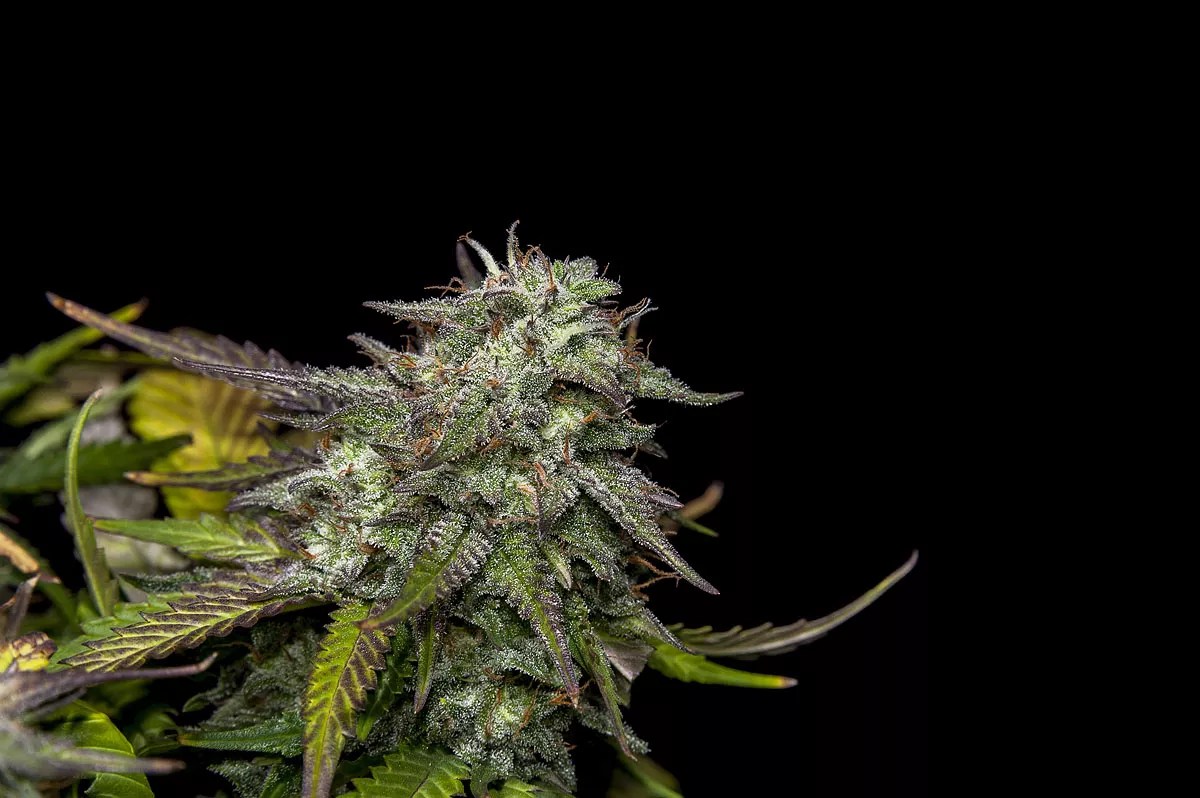 Arizona Supreme Court Agrees to Review Legality of Medical-Marijuana Extracts