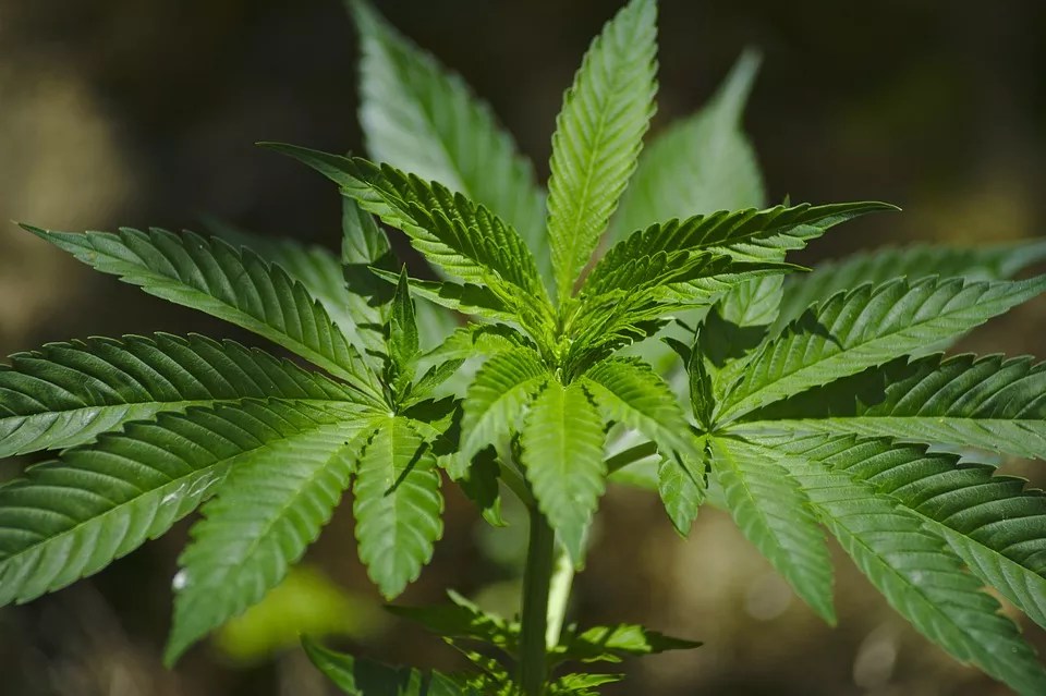 Phoenix Mayor Proposes Massive Taxes on Medical-Marijuana Dispensaries