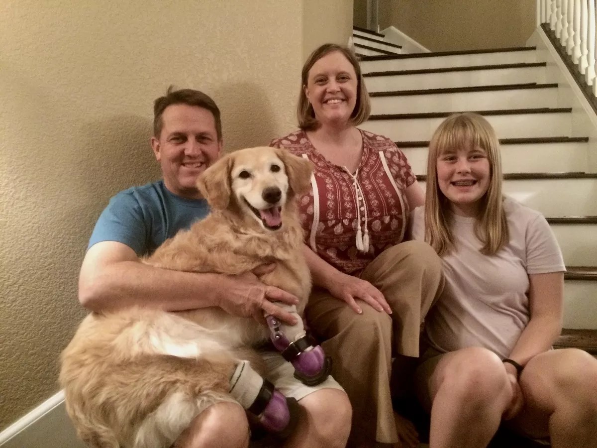 Chi Chi the Golden Retriever With No Paws Is Changing Lives in Arizona