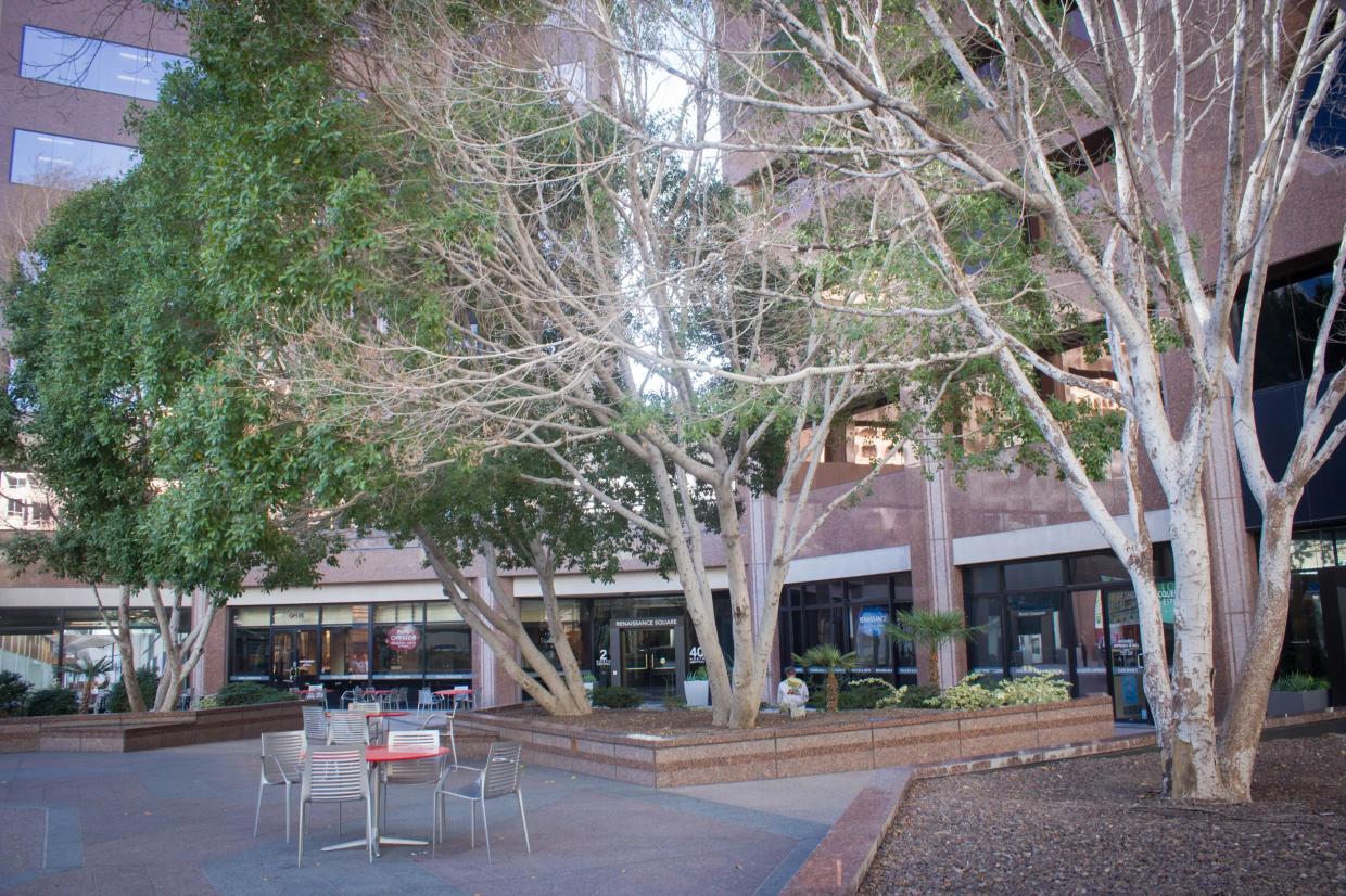 Public Throws Shade at Chopping Down Trees in Renaissance Square