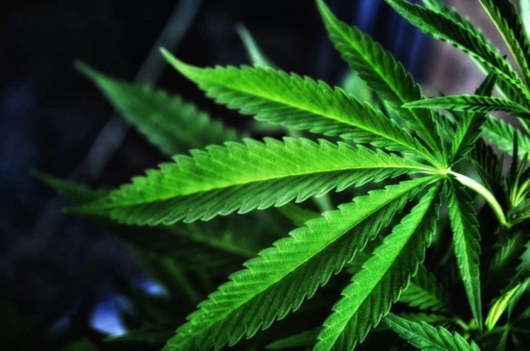 a weed leaf