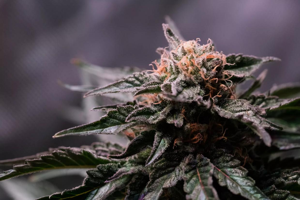 Medical Marijuana Not a State Crime on College Campuses, AZ Supreme Court Rules