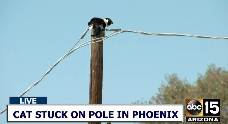 A Cat Got Stuck on a Pole and People in Phoenix Lost Their Minds