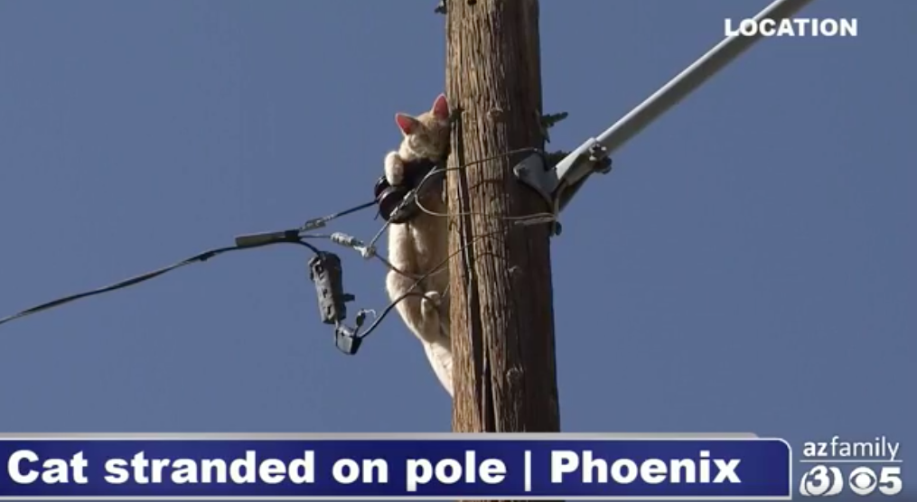 Another Cat Got Stuck On Another Pole Today