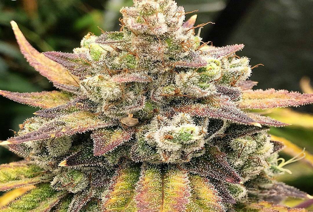 ‘This is Progress:’ AZ Dispensaries Praise Trump’s Support for State Marijuana Laws