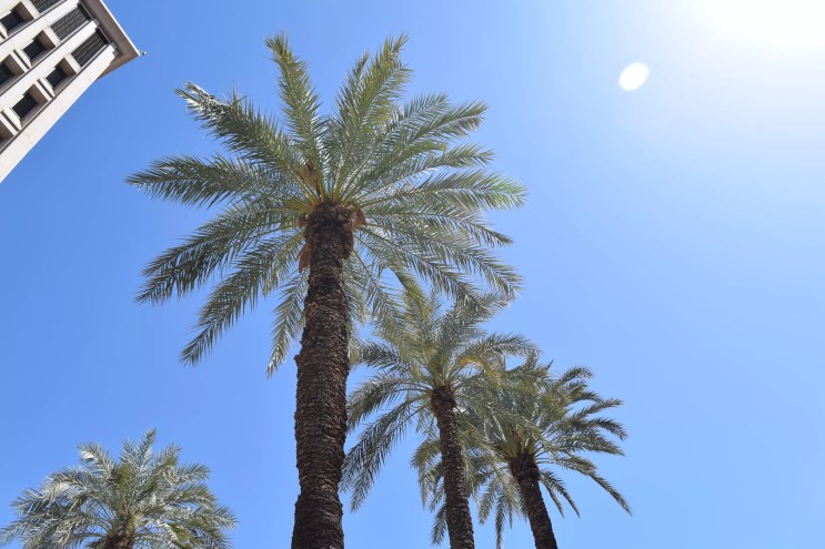 looking up at palm trees
