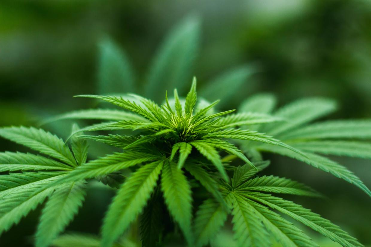 Growing Conventional: HempCon Is the Latest Cannabis Expo Coming to Phoenix