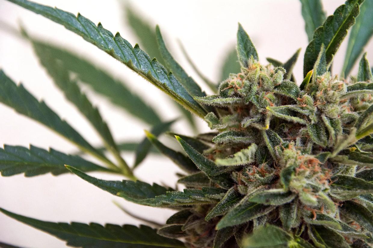 Divisive Cannabis Group Safer Arizona Fails to Get Legalization Measure on Ballot
