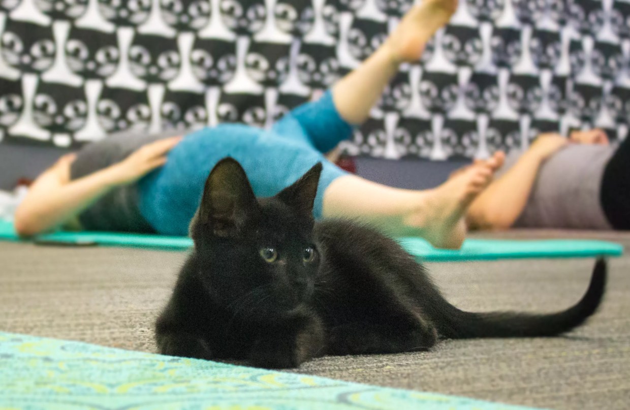 Nameowste: Kitten Yoga Pounces Into Scottsdale