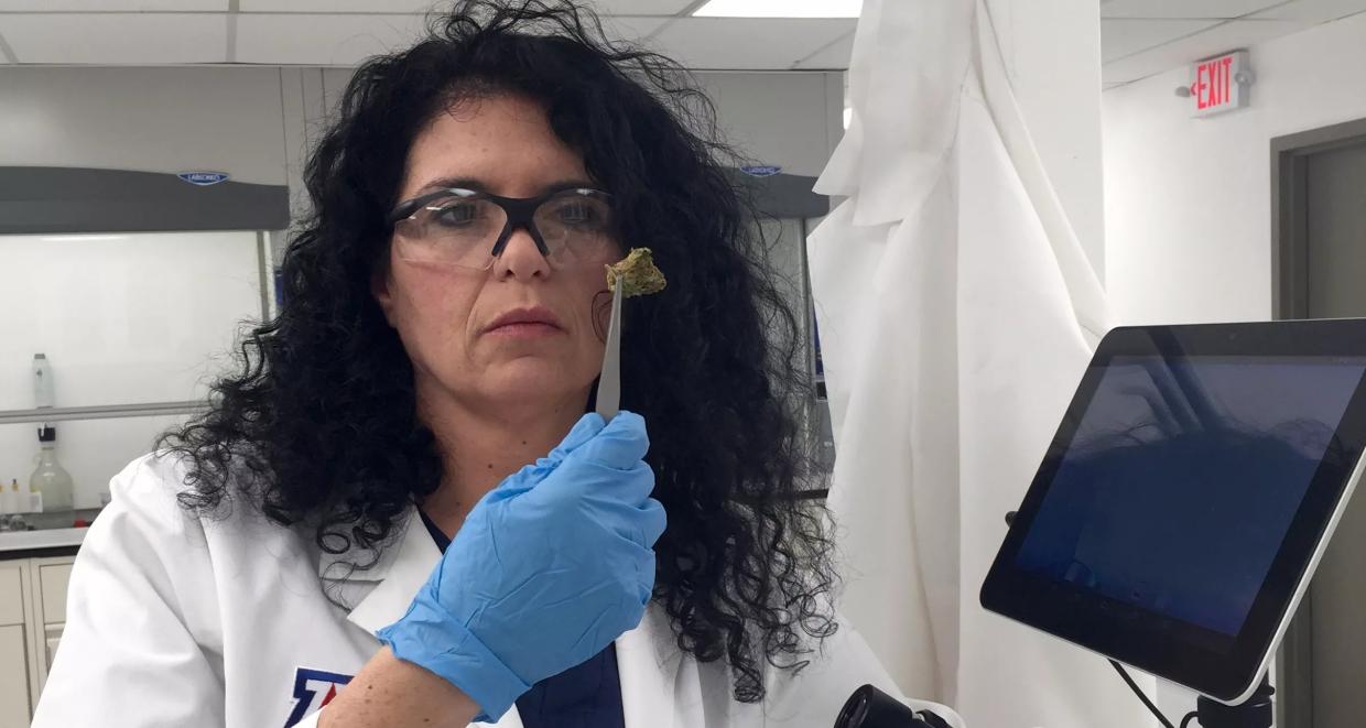 Arizona Cannabis Study on Veterans and PTSD, Led by Sue Sisley, Nears End