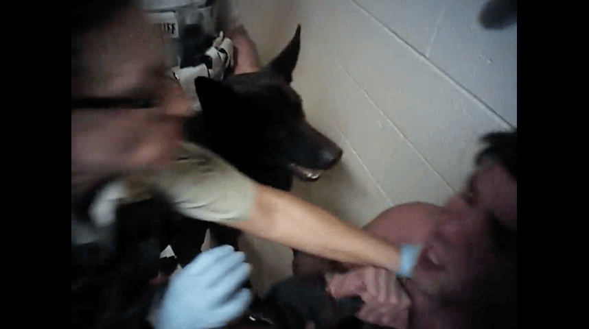 Sheriff Penzone Stalls on Probe Into K9 Mauling of Jailed, Handcuffed Man