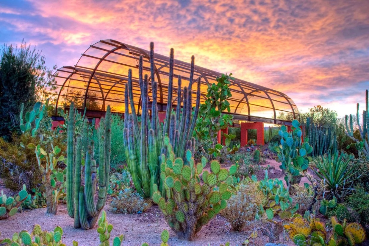 A garden at sunset.