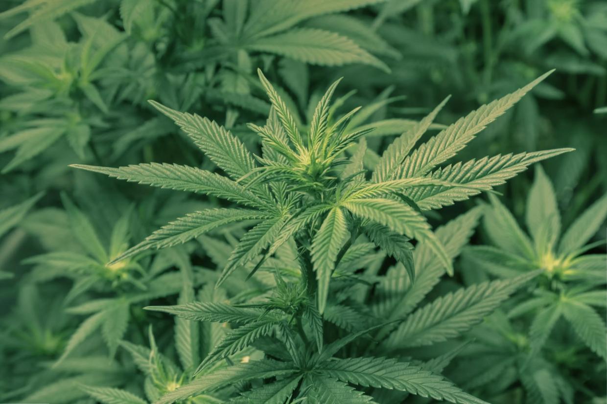 Large-Scale Dispensaries Are Still the Main Backers of Arizona’s Pot Initiative