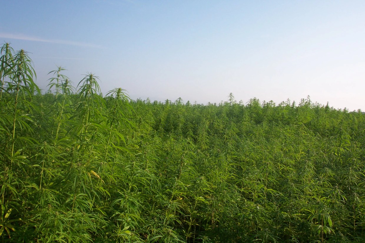 CBD Unleashed: Industry Soars as Feds Relax on Medicinal Marijuana Molecule
