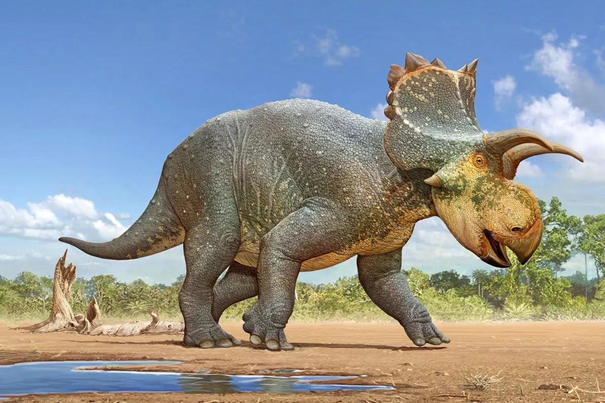 New Species of Arizona Horned Dinosaur Named After Late Tucson ‘Renaissance Man’