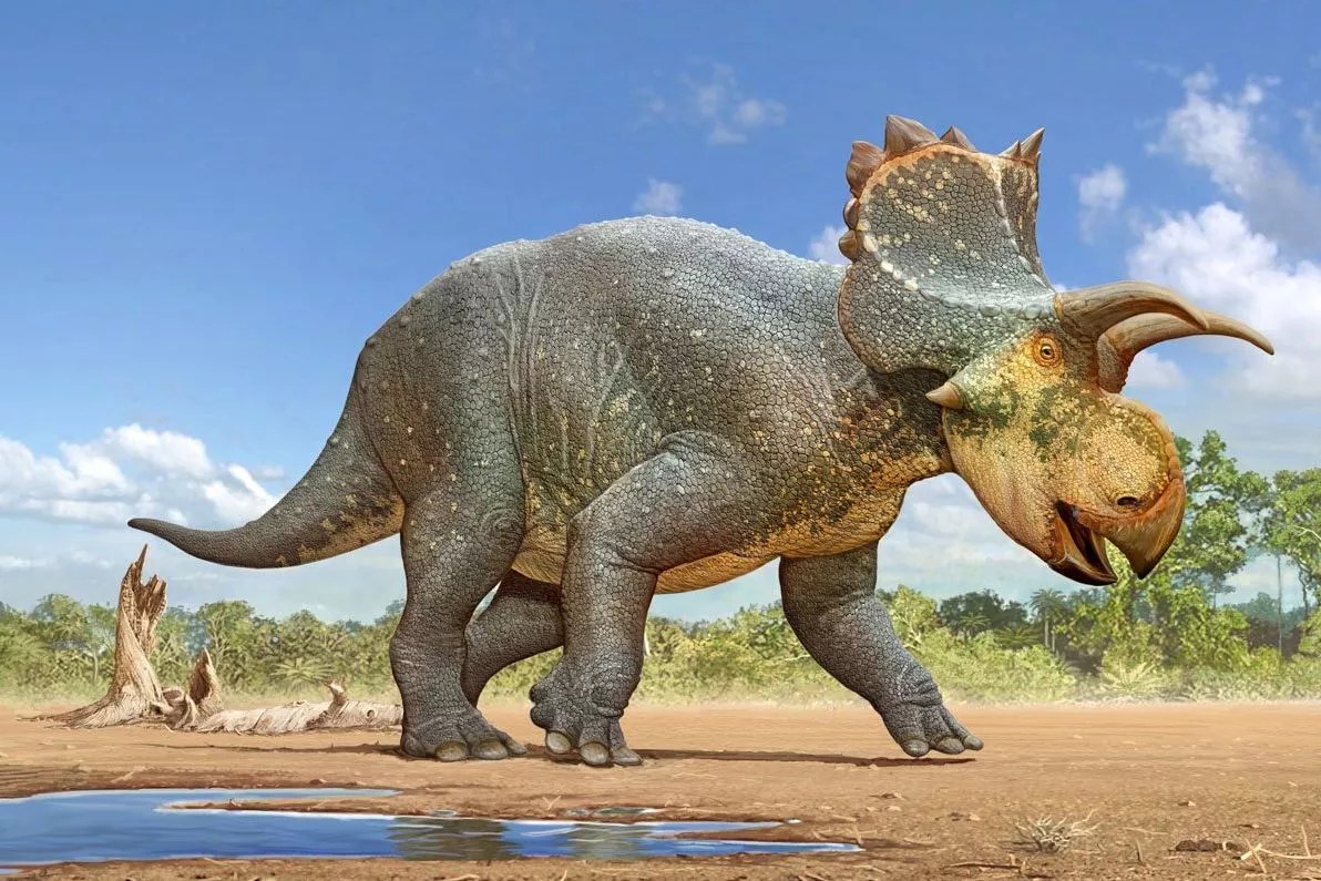 New Species of Arizona Horned Dinosaur Named After Late Tucson ‘Renaissance Man’