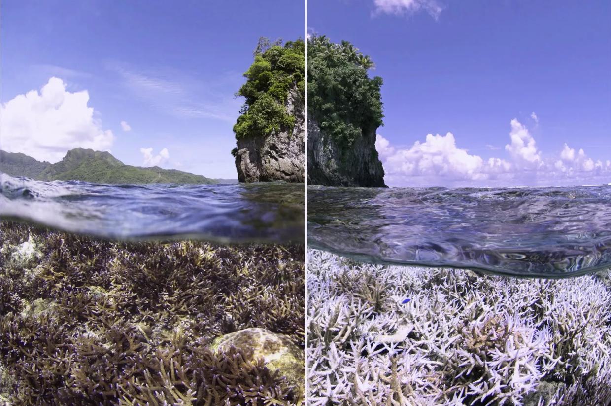 Netflix’s Gorgeous, Despairing <i>Chasing Coral</i> Bears Witness to the Planet’s End