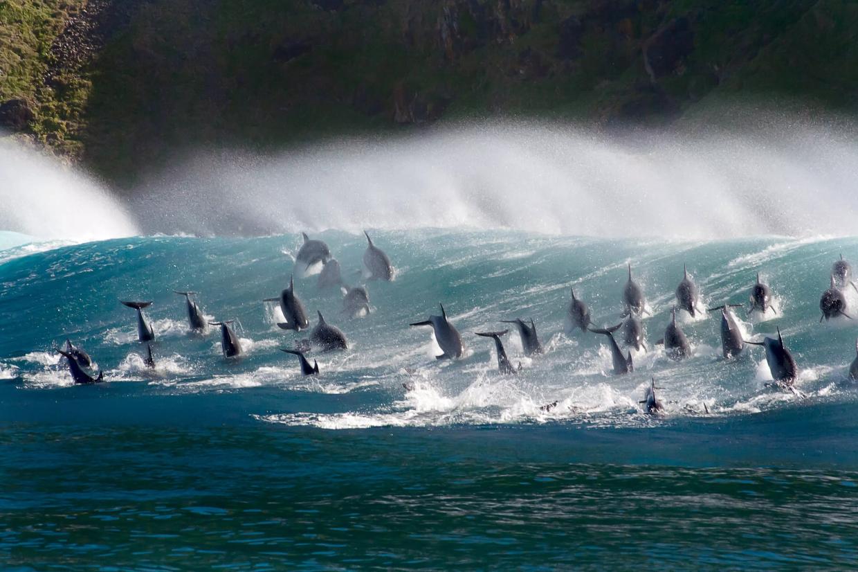 <i>Blue Planet</i> Is Back to Blow Your Mind and Make You Weep for the Seas