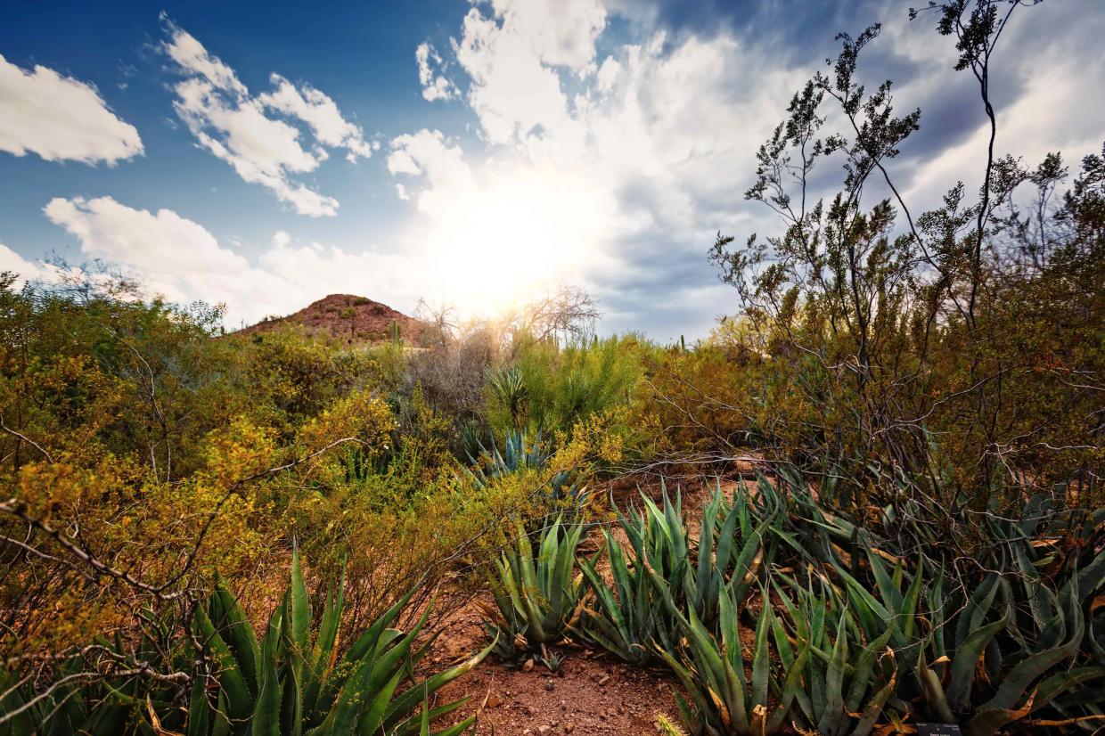 Some of Phoenix’s Most Popular Cultural Attractions Are Beginning to Reopen