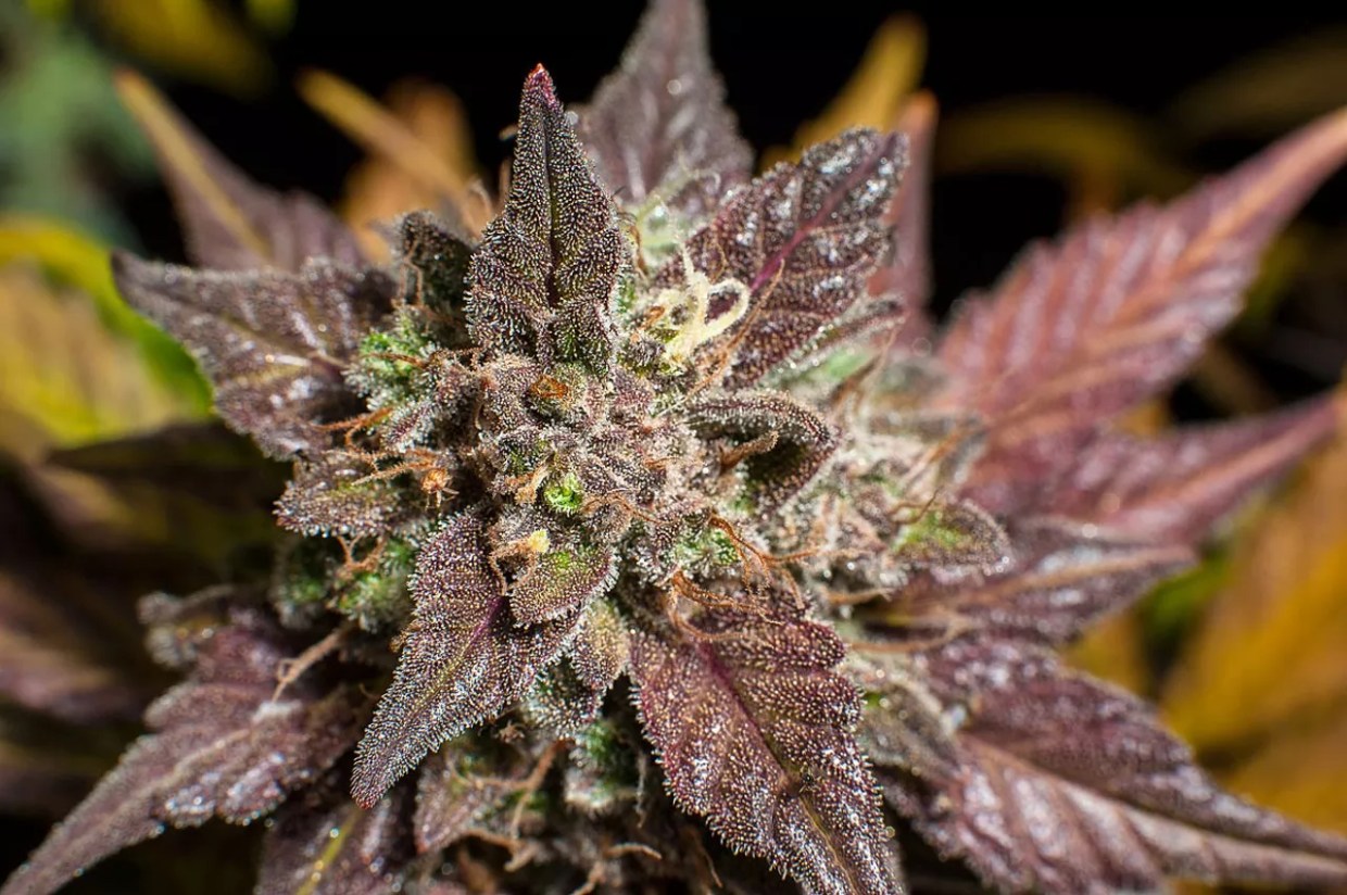 Marijuana Concentrates Okay for Patients, Arizona Supreme Court Rules
