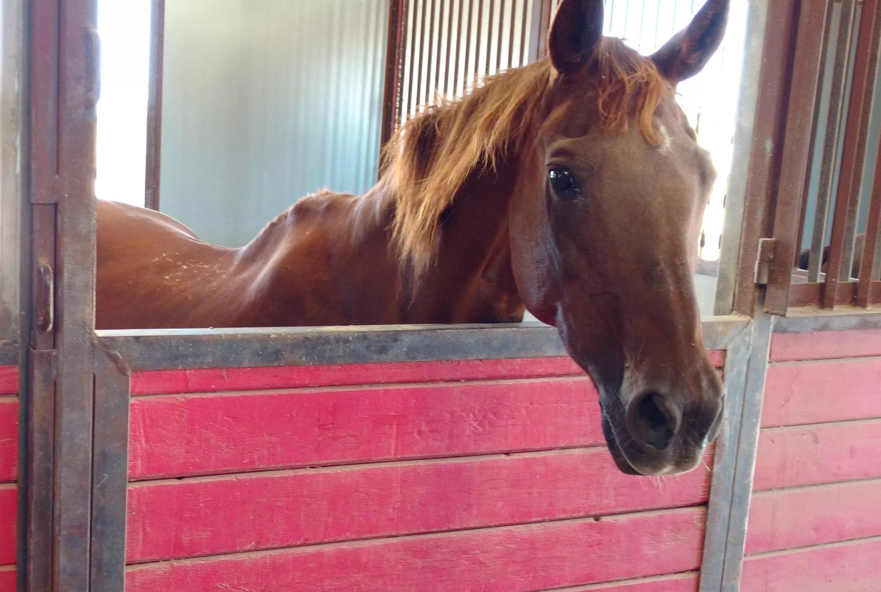 Desperately Seeking Refuge: Susan Ash Rescues Abused Pack Animals