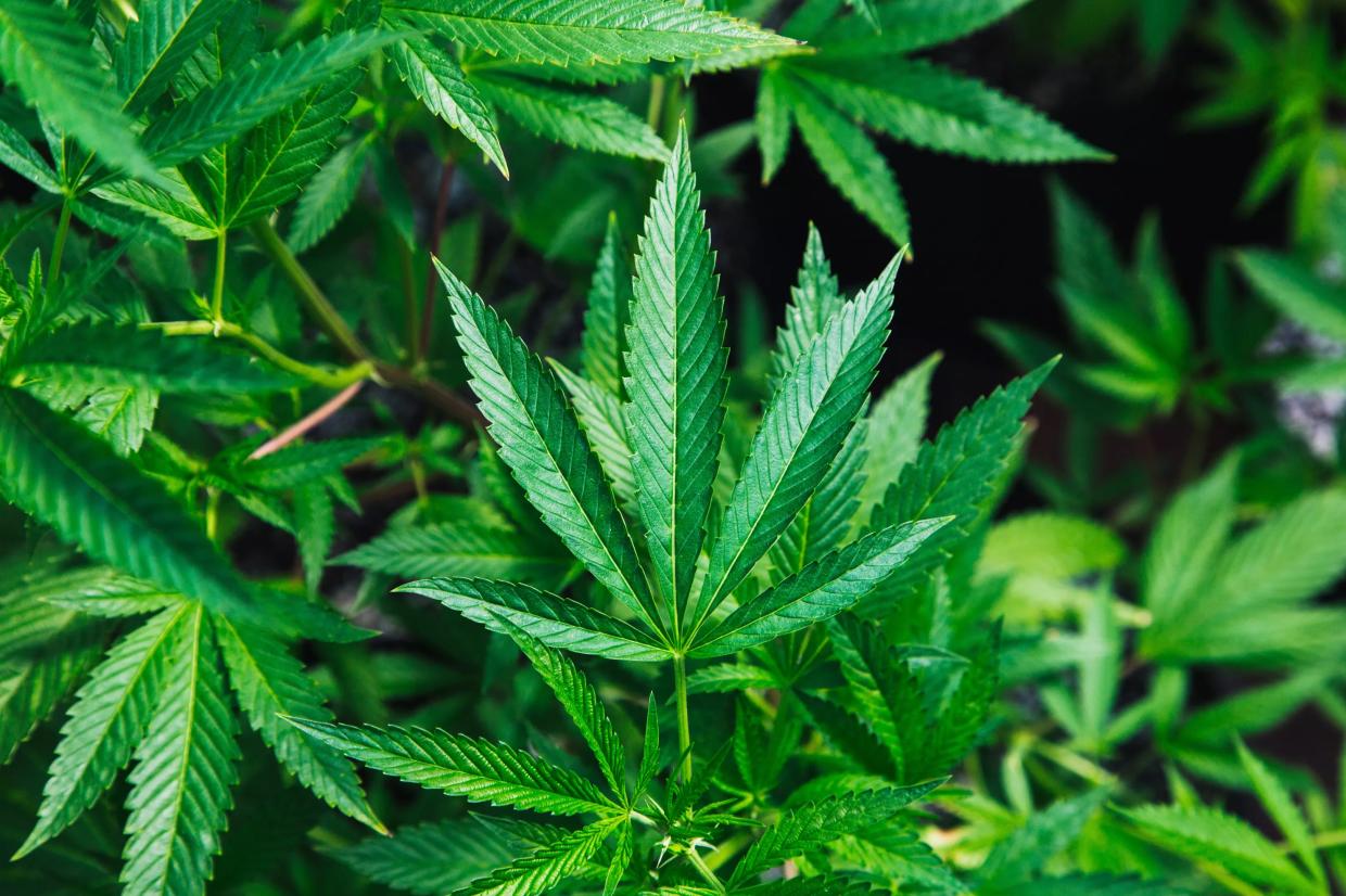 New Mexico Is Giving Medical Pot Cards to Nonresidents — But Was It a Mistake?