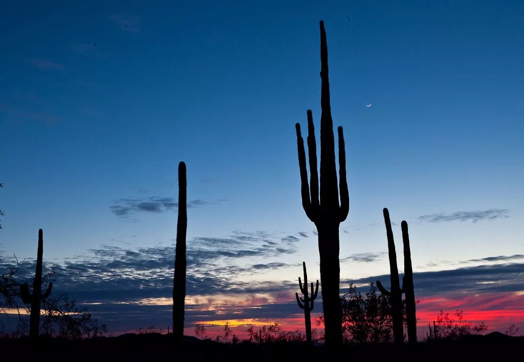 Groups Challenge BLM Decision Allowing Shooting in Protected Sonoran Desert