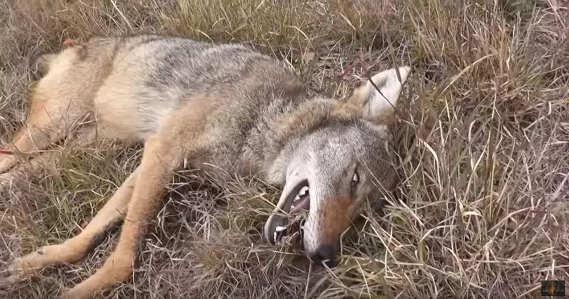 AZ Banned Hunting Contests, but Legal Loopholes Leave Room for Interpretation