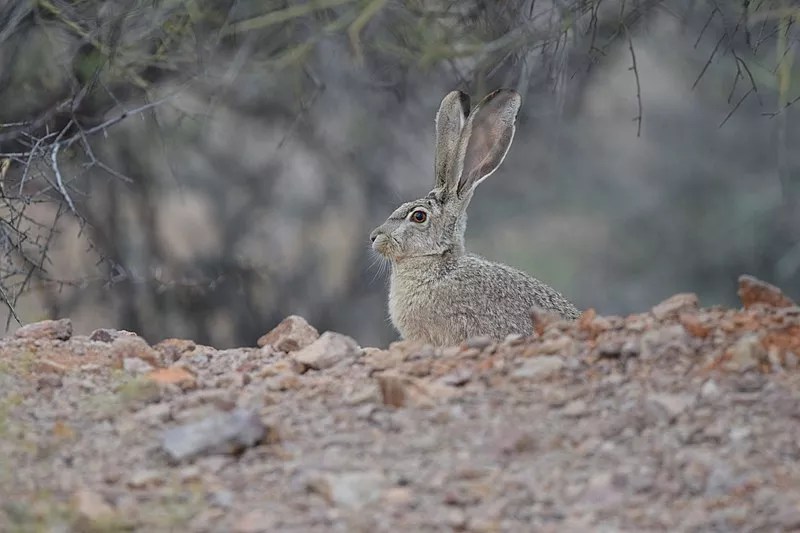 Arizona Game and Fish Promotes Its Own Hunting Contest While Banning Others