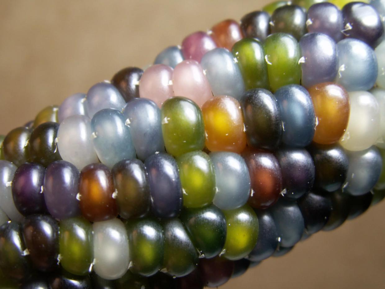 This Weekend: Shop Desert-Adapted Seeds at The Great American Seed Up