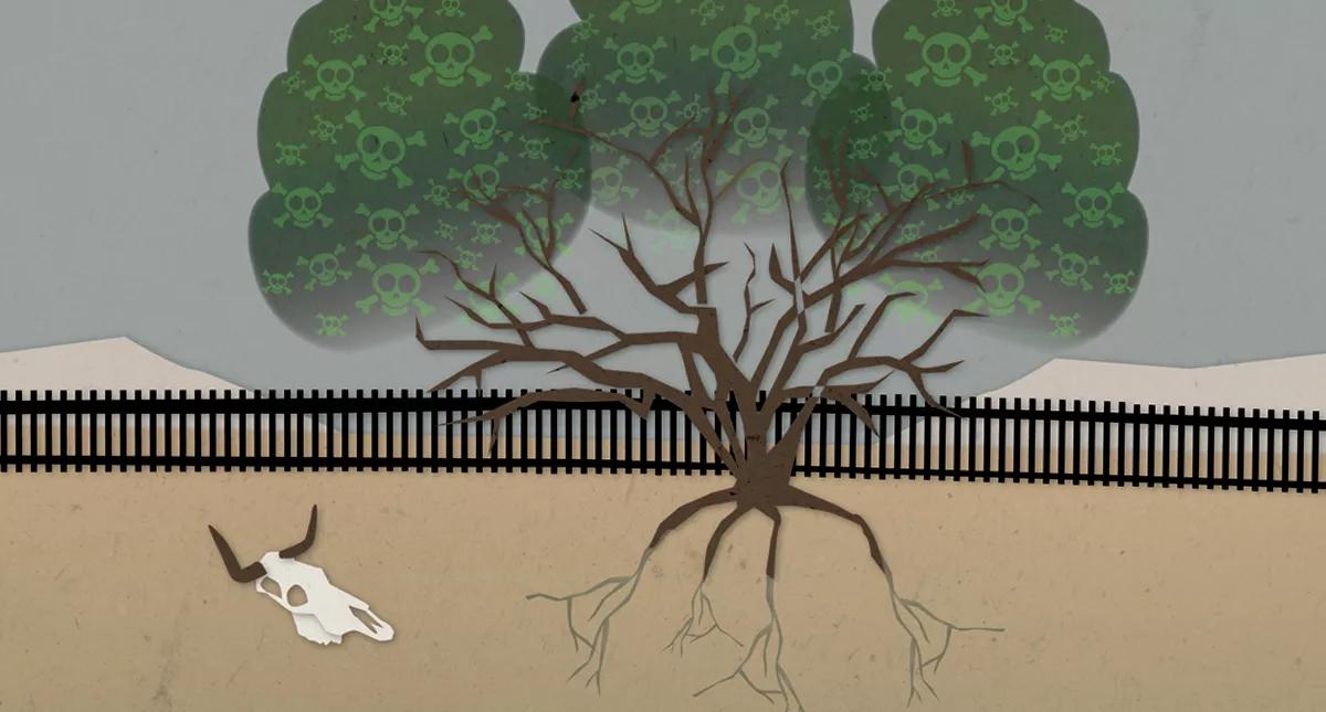 The War on Mesquite: Collateral Damage in Howard Buffett’s Border Crusade