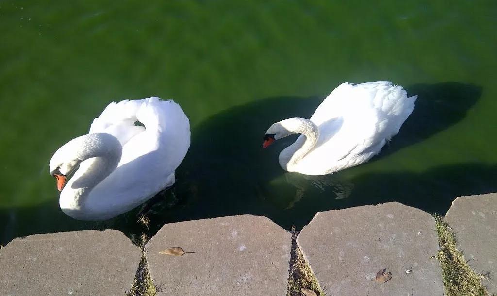 The 12 Songs of Arizona Christmas: Seven Swans A-Swimming