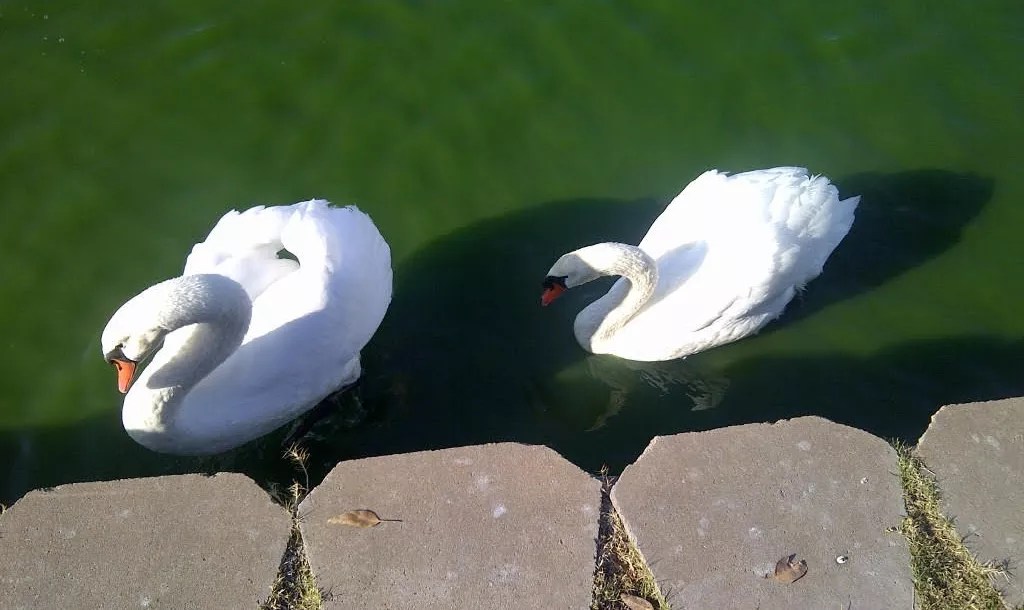 The 12 Songs of Arizona Christmas: Seven Swans A-Swimming