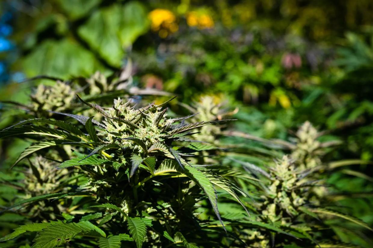 Billion Dollar Baby: Arizona’s Medical Cannabis Market Is on Track for Big Money