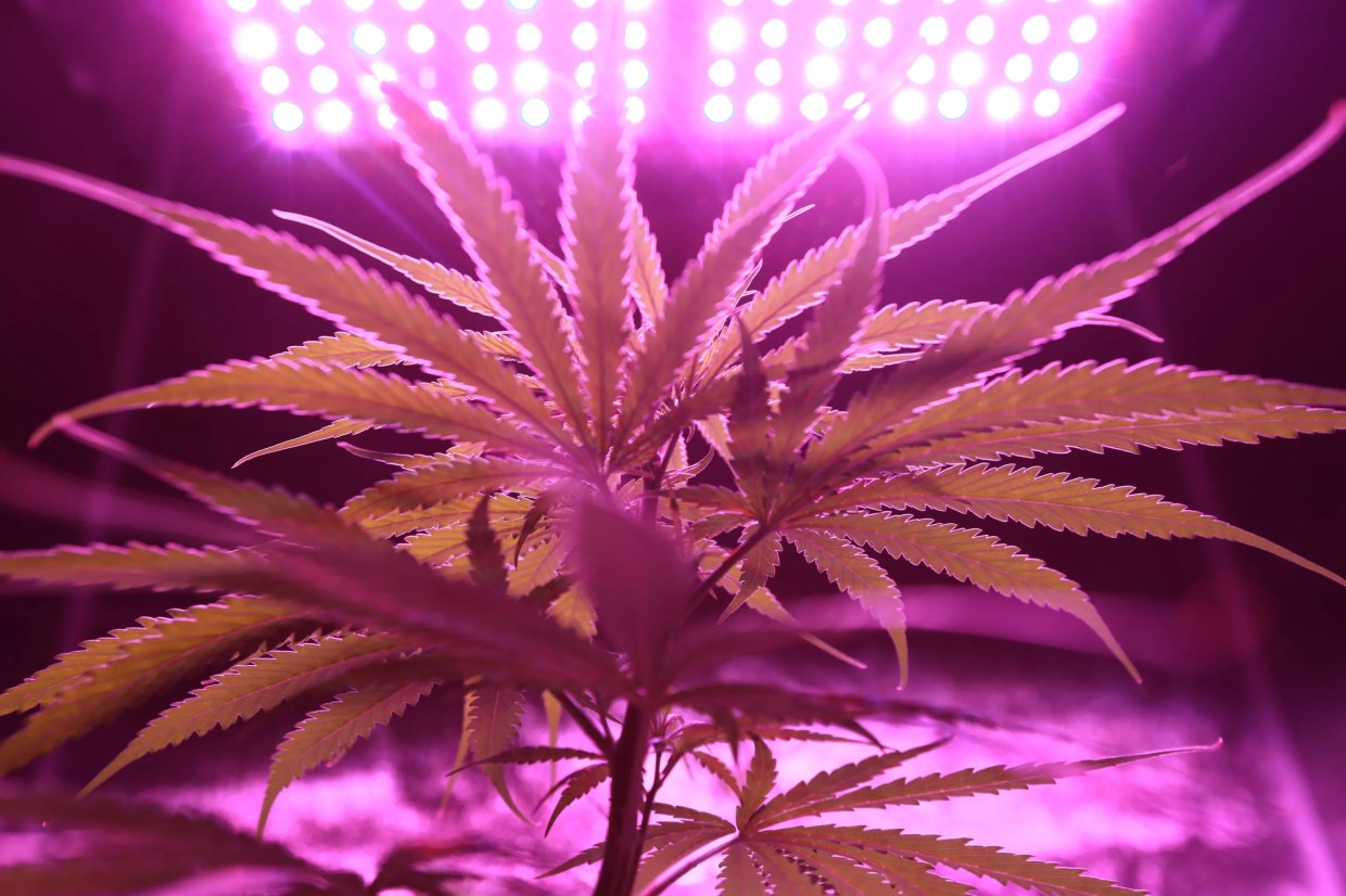 Opposition Is Minimal (So Far) in the Recreational Cannabis Effort for 2020