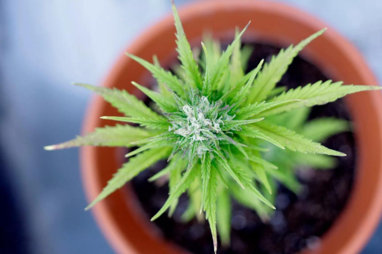 Expungement, Inspections, and Adult Use, Oh My: A Guide to 2020 Marijuana Bills