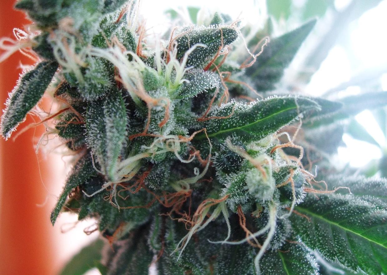 Another Record Breaker: Arizonans Consumed 82 Tons of Medical Marijuana in 2019