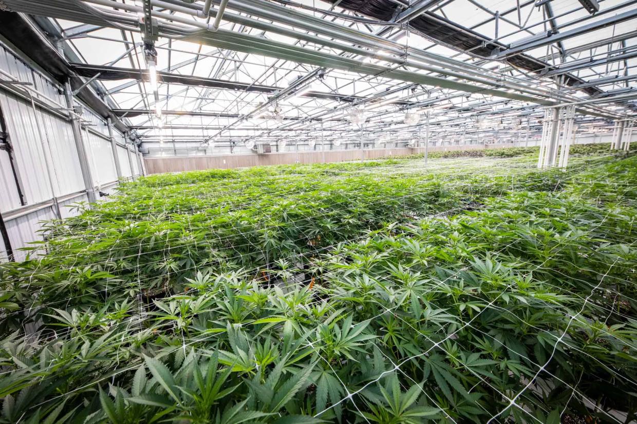 A Single Medical Pot Company Now Holds a Sixth of Arizona’s Dispensary Licenses