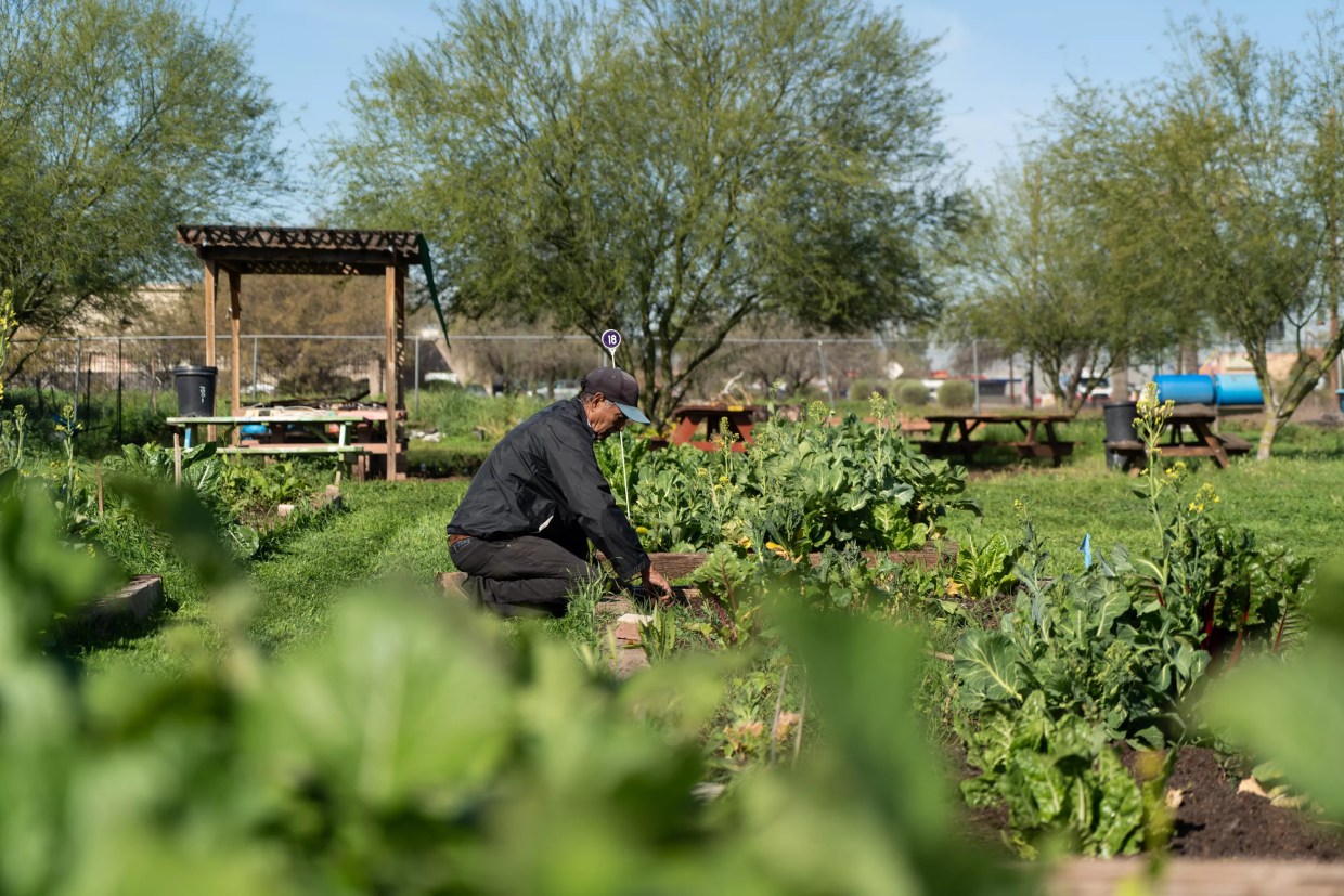 Growing Up — Urban Farms Have the Potential to Transform Phoenix