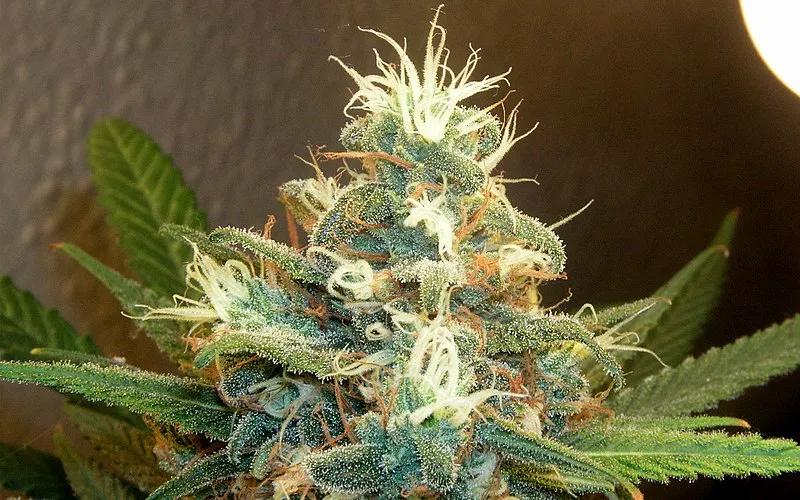 Even With Weed Legalized in Arizona, You Can Still Be Fired for Getting High