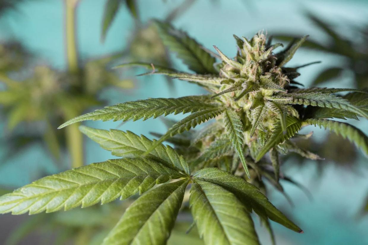 Arizona Just Legalized Marijuana — Now What?