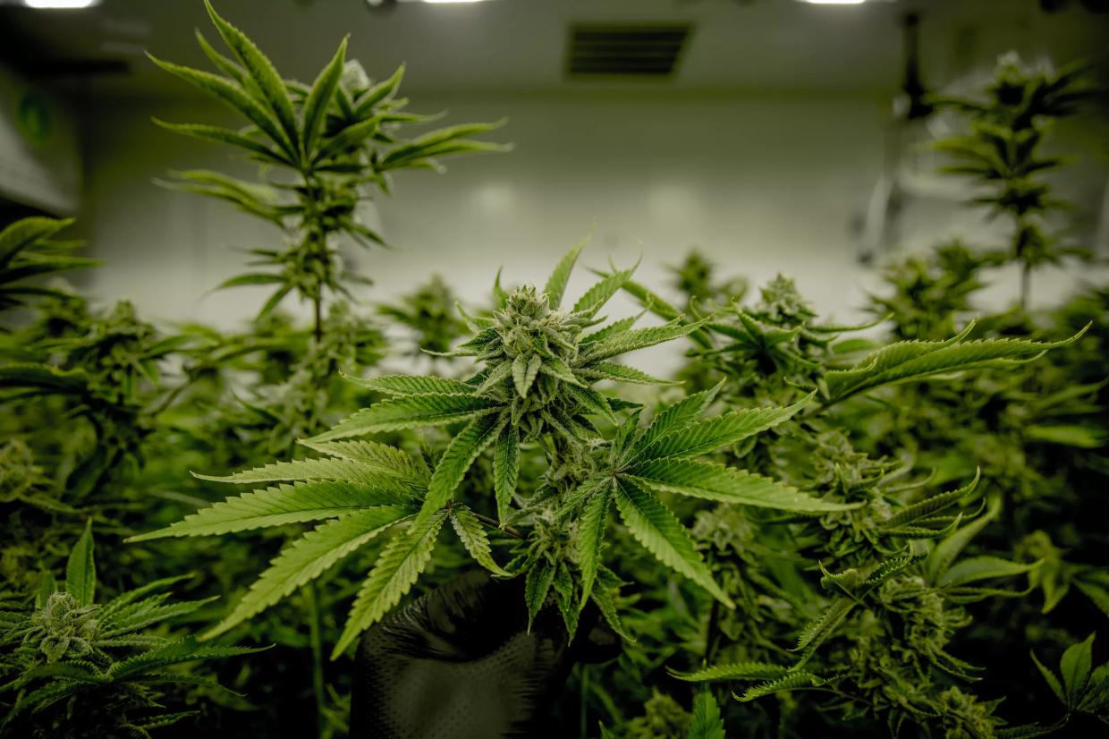 A New Lawsuit Seeks to Block Arizona’s Marijuana Legalization Ballot Measure