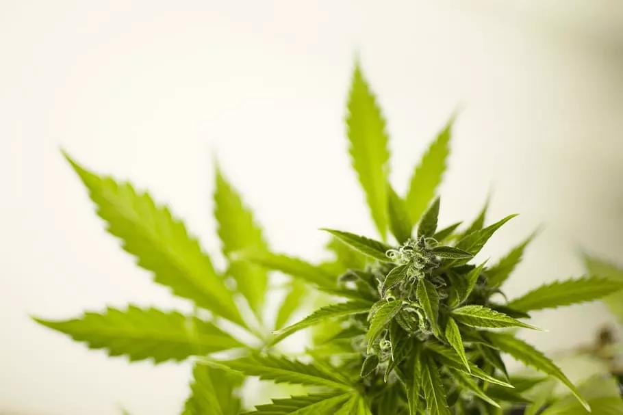 Marijuana Legalization Can Stay on Arizona Ballot, State Supreme Court Rules