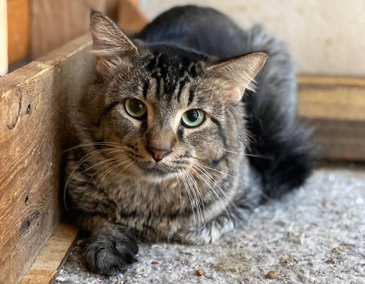 La Gattara Cat Cafe’s Founder Talks Cat Rescue in the COVID Era