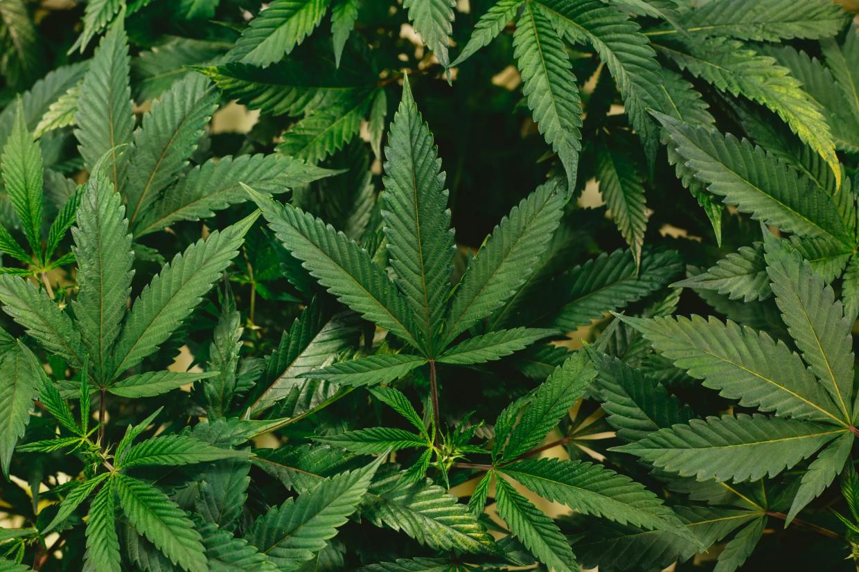 Maricopa County Attorney’s Office Files to Dismiss Pending Marijuana Possession Charges