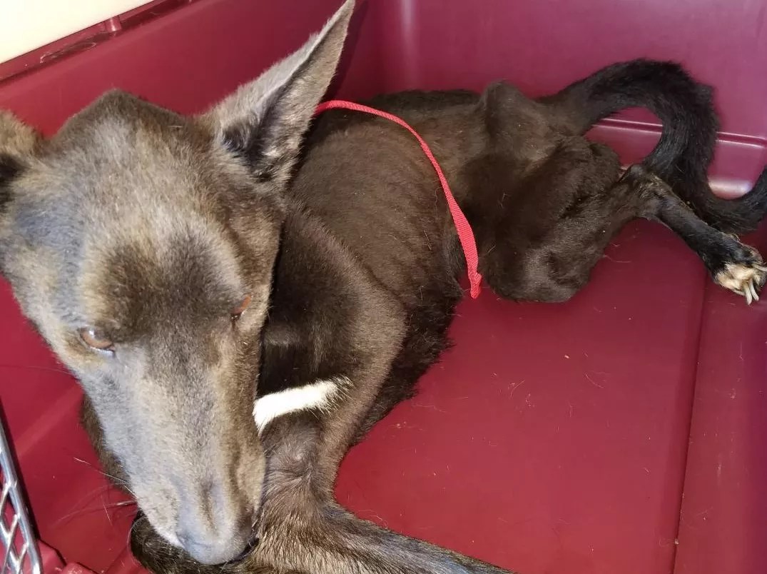 Mesa Shelter Owner Accused of Abusing Dogs Is Re-Indicted on Lesser Charges
