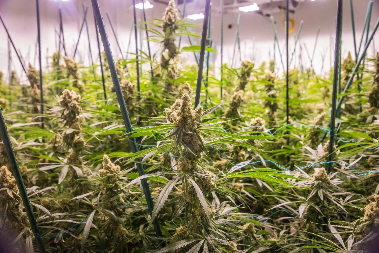 Maricopa County Reaches 10,000 Pot Expungements, Many More Remain